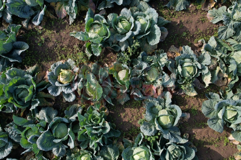 Lahana Hasadina Devam Ediliyor (4)