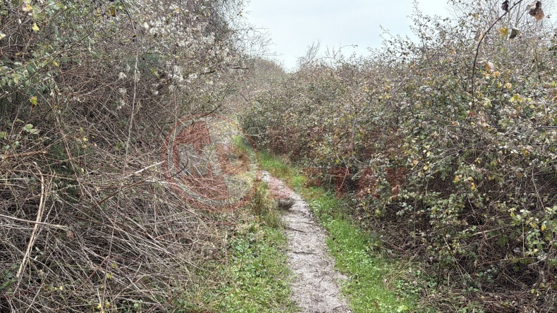 Ormanlik Alanda Cesedi Bulunmustu Siyanur Suphesi (2)