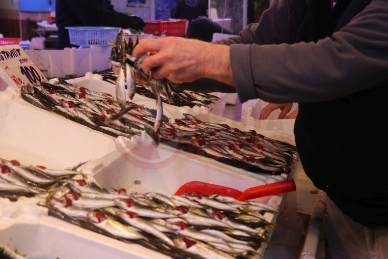 Sakarya Istavrit Bollugu (2)