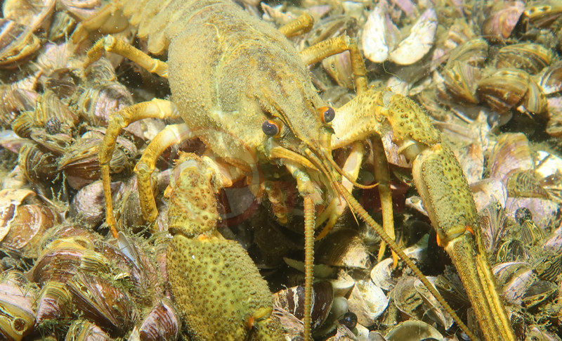 Sapanca Su Alti Sergisi3