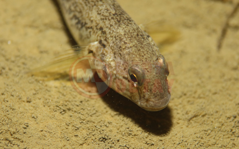 Sapanca Su Alti Sergisi4