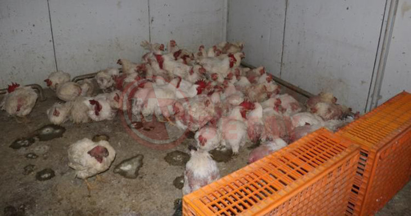 Tavuk Ciftlikleri Denetlendi3