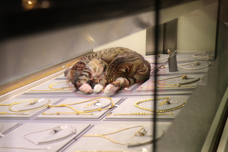 Kuyumcudaki Kedi5