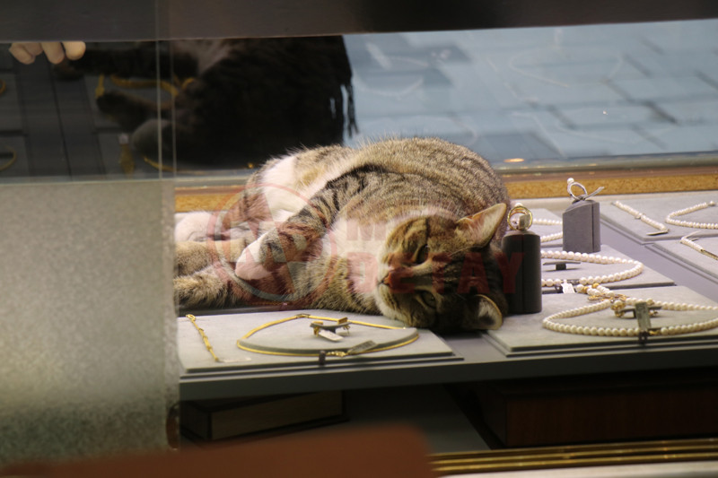 Kuyumcudaki Kedi6