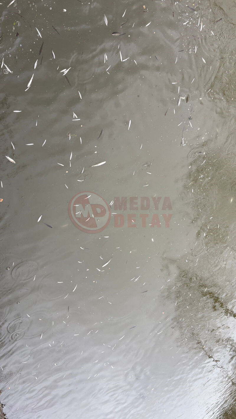 Uludere Cayinde Balik Olumu4