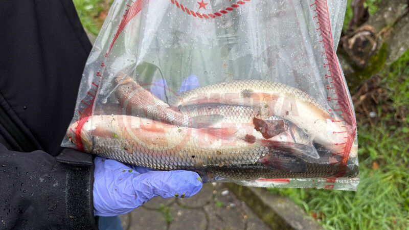 Uludere Cayinde Balik Olumu5