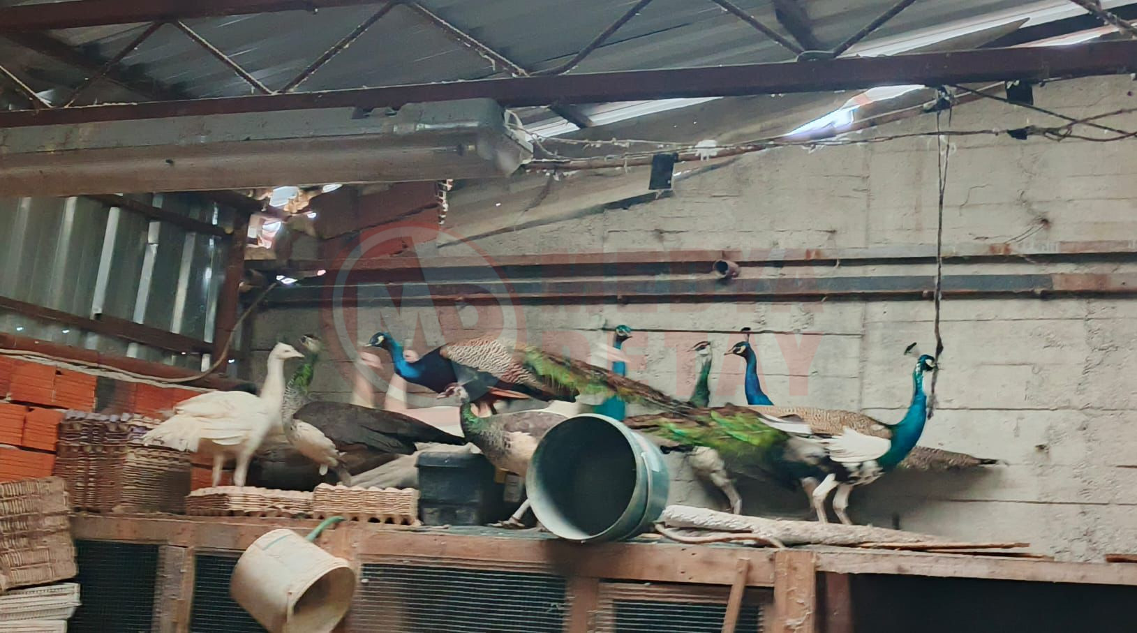 Whatsapp Image 2026 02 06 At 17.18.34 (1)