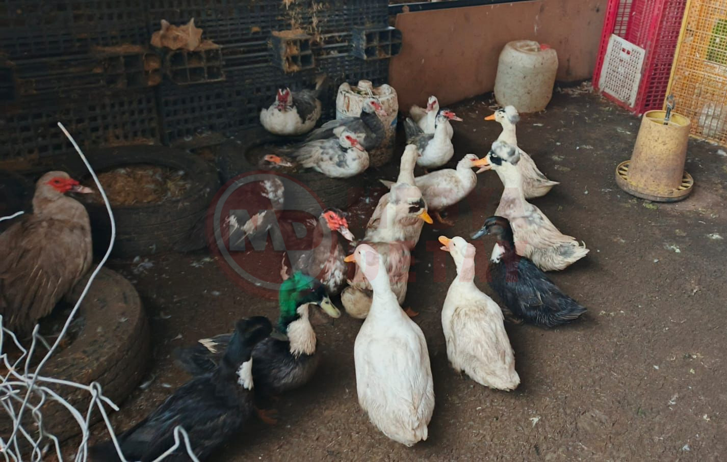 Whatsapp Image 2026 02 06 At 17.18.36