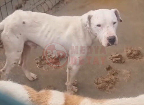 Barinak Goruntuleriyle Ilgili Islem Baslatildi (3)