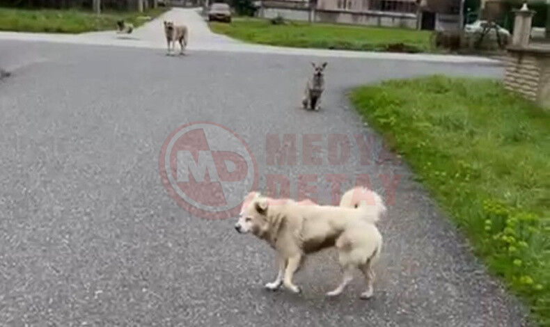 Hendek Belediyesi Yuzunden Issiz Kaldi