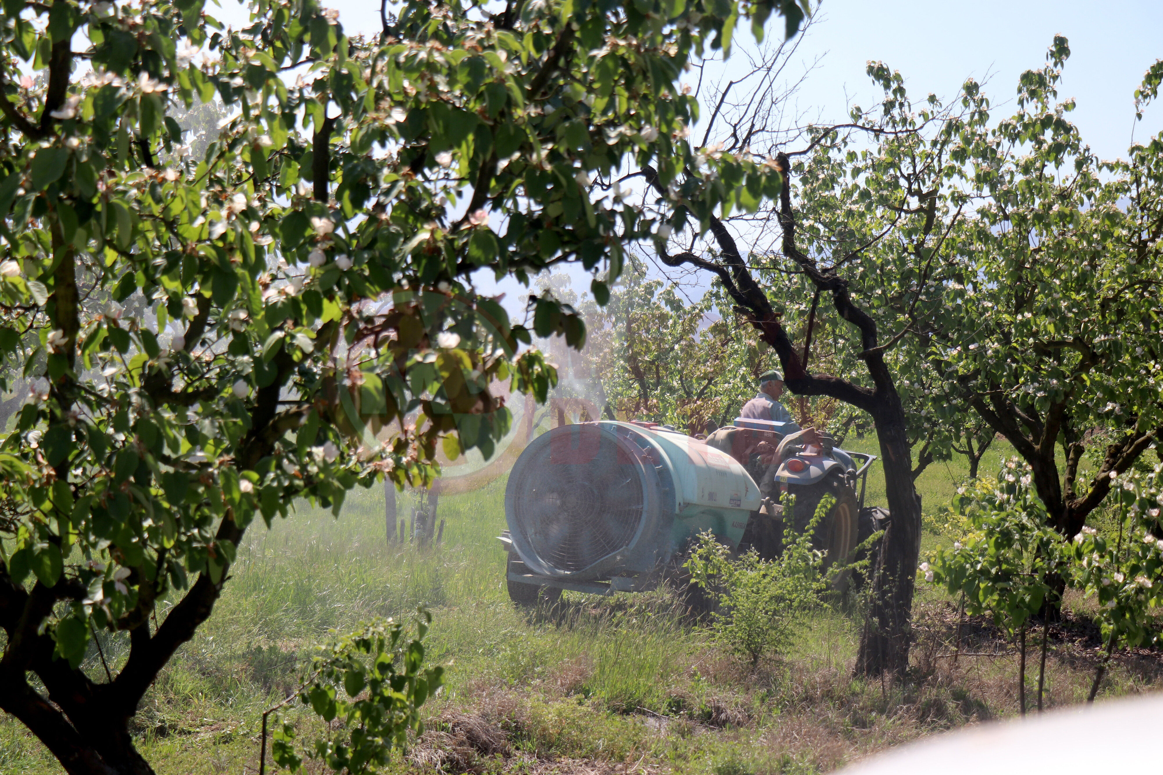 Ayva (7)-1