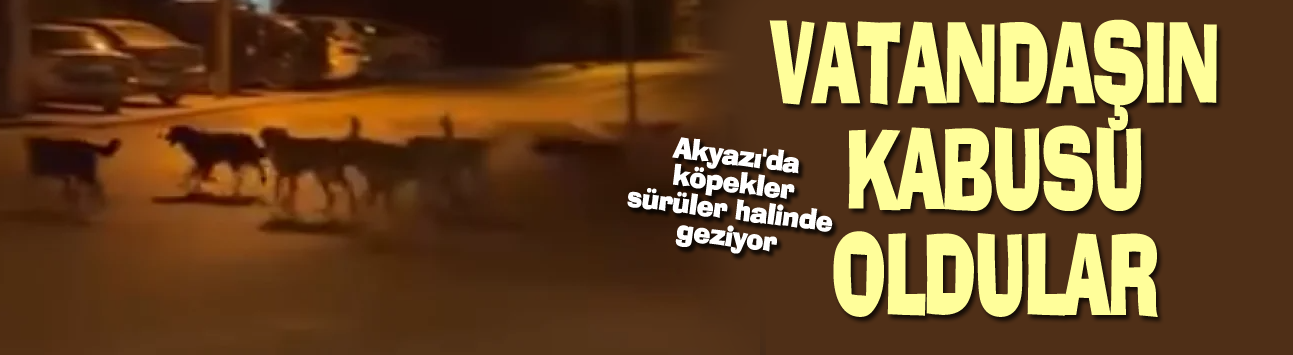 Akyazı'da köpekler sürüler halinde geziyor!