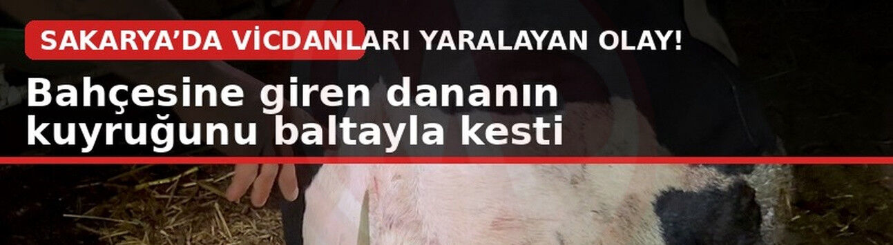 Bahçesine giren dananın kuyruğunu baltayla kesti