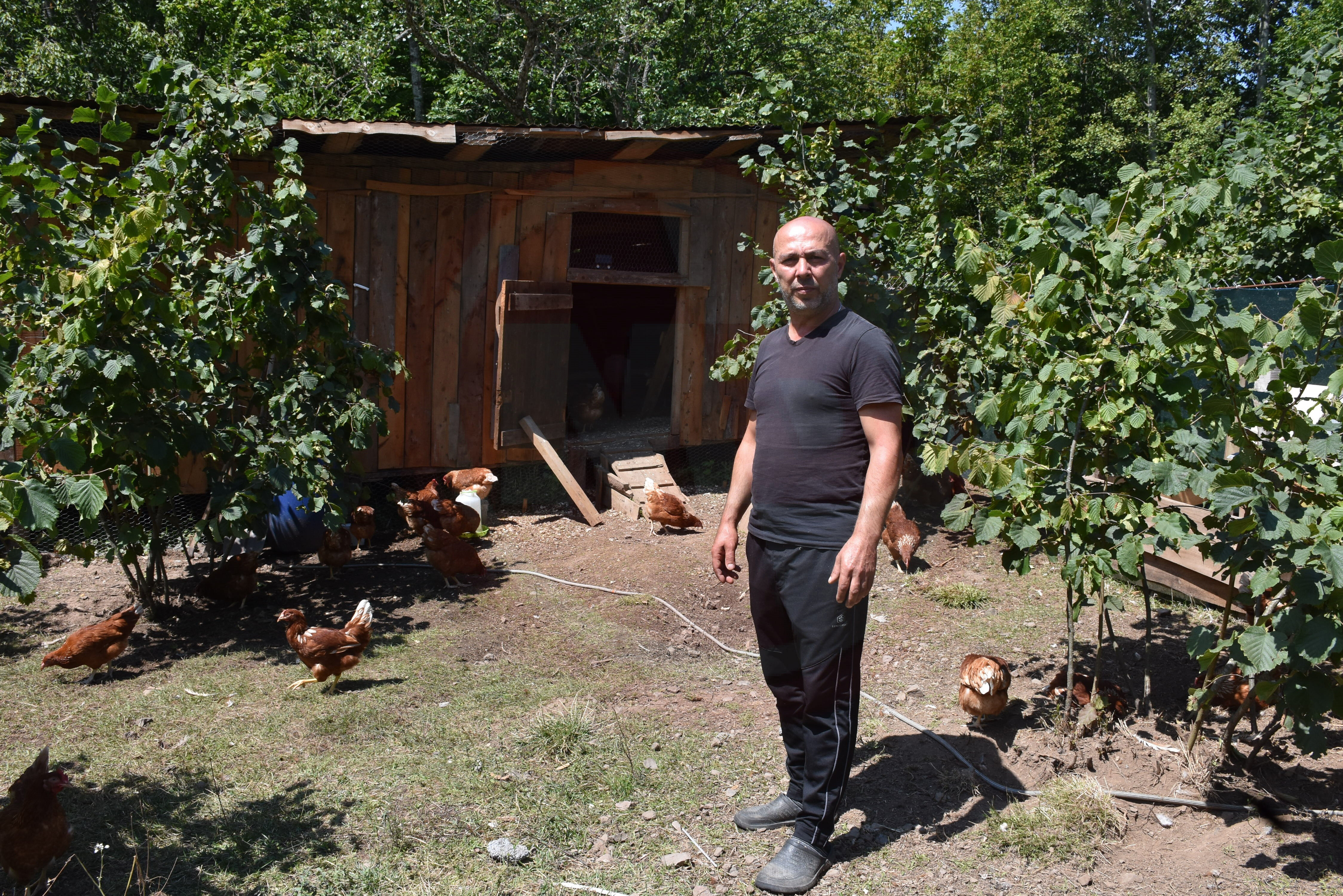 Tavuk (2)