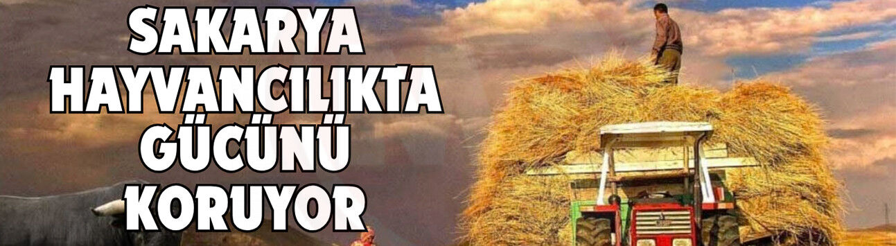 Sakarya hayvancılıkta gücünü koruyor