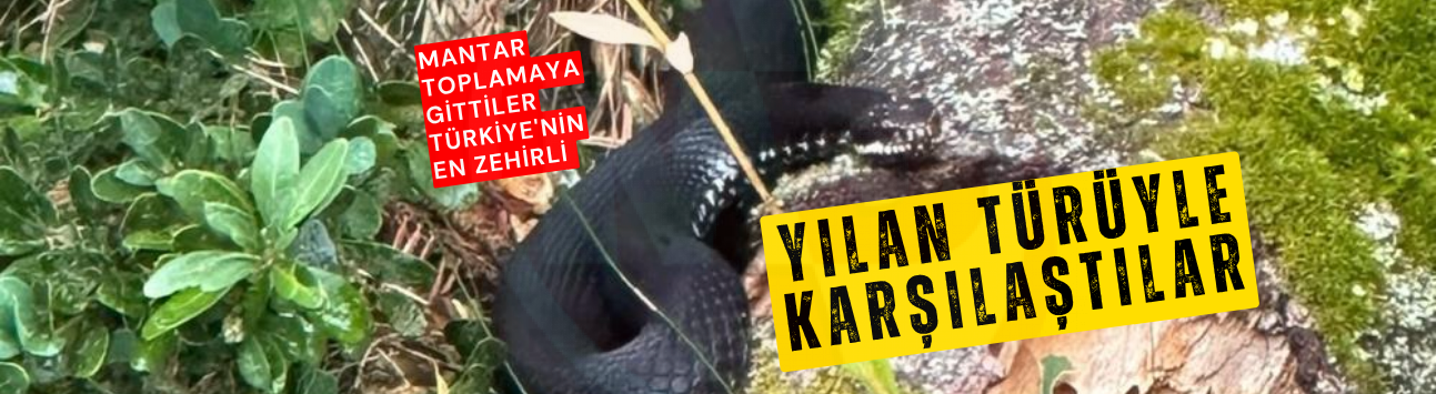 Türkiye'nin en zehirli yılan türüyle karşılaştılar
