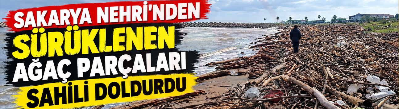 Sakarya Nehri'nden sürüklenen ağaç parçaları sahili doldurdu