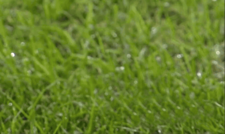 Lider Sakaryaspor sahaya iniyor!