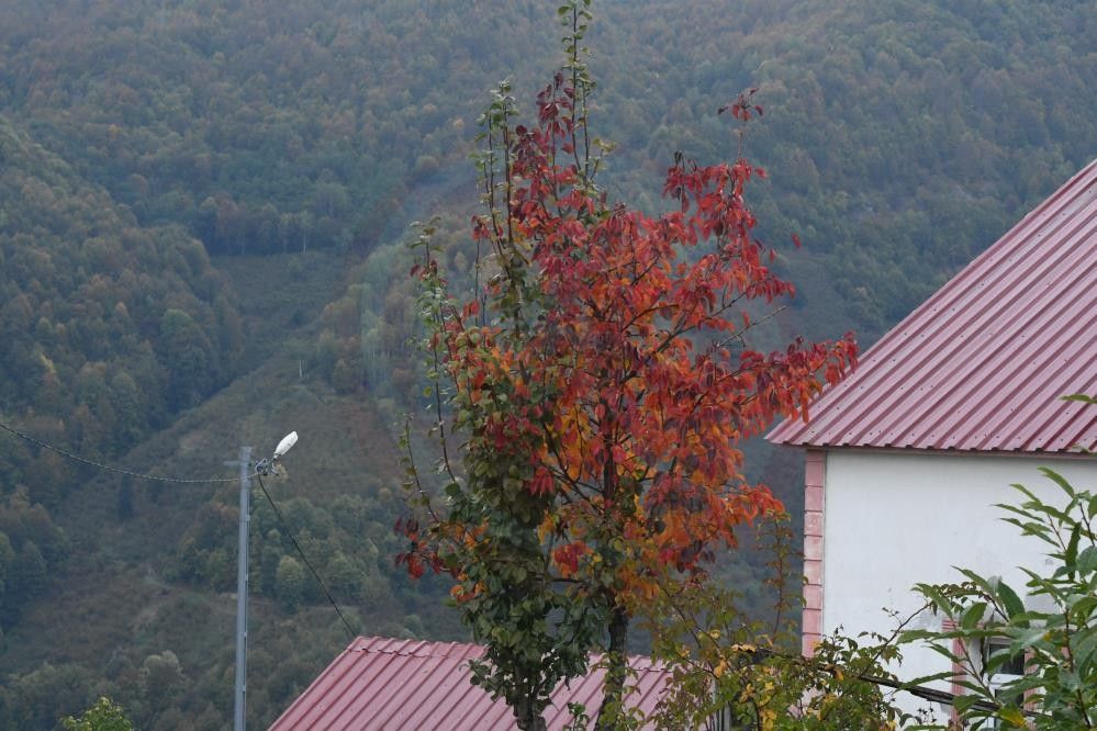 Sonbahar (3)
