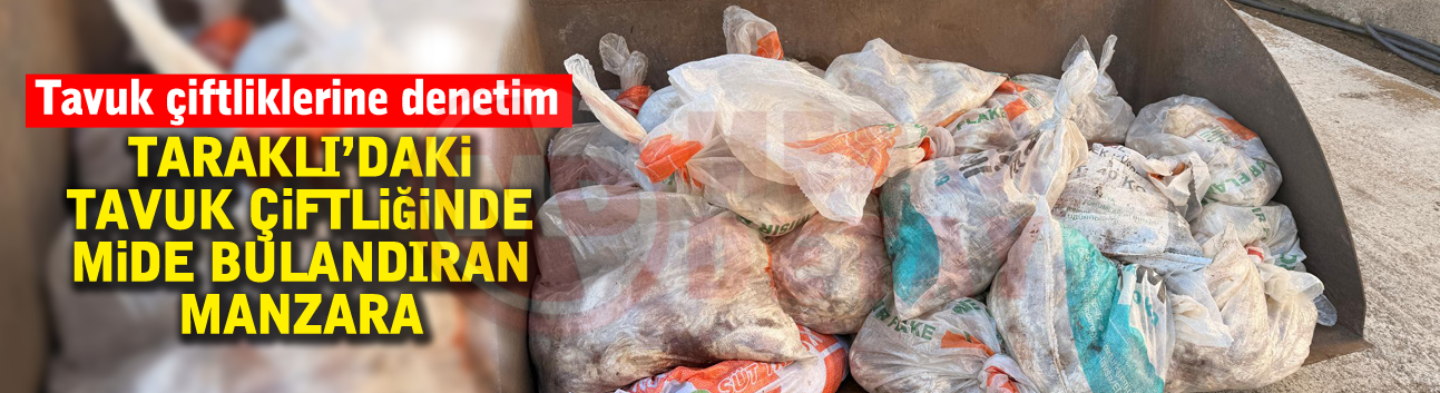 Taraklı’daki tavuk çiftliğinde mide bulandıran manzara