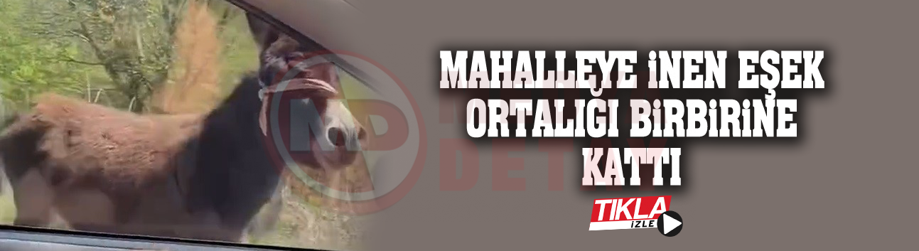 Mahalleye inen eşek ortalığı birbirine kattı